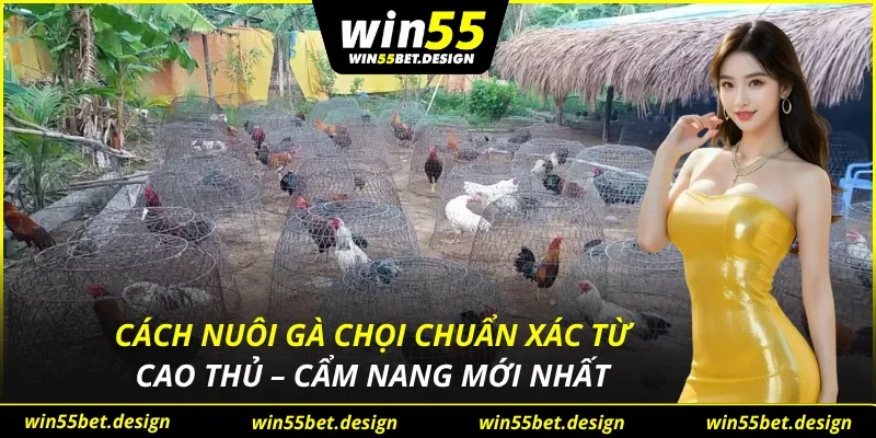 Cách Nuôi Gà Chọi