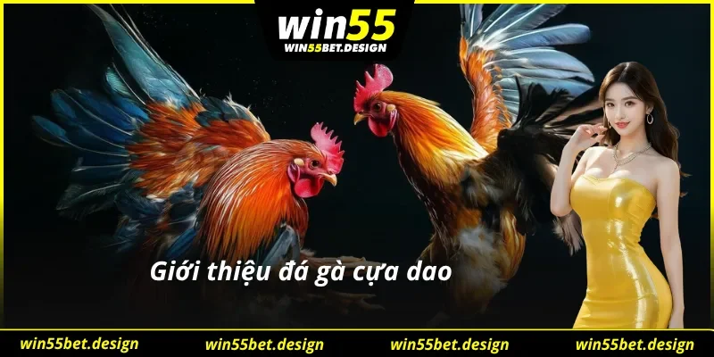 Đôi nét nổi bật về lựa chọn đá gà cựa dao đầy tiềm năng