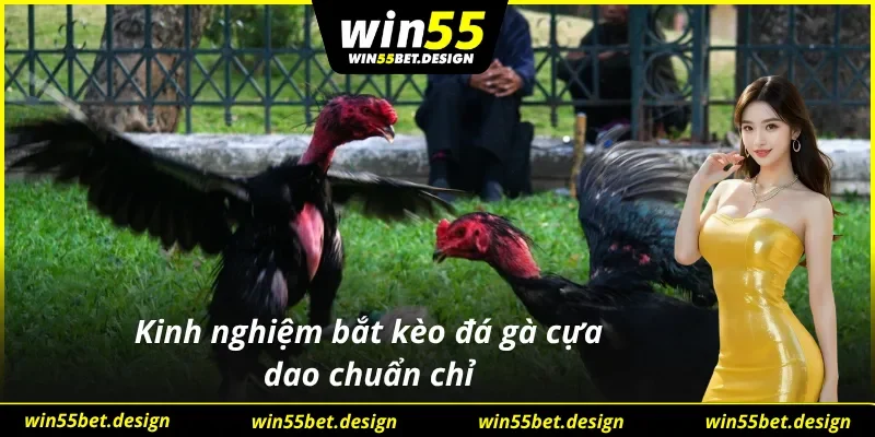 Mẹo bet kèo thắng lớn cùng lựa chọn đá gà cựa dao