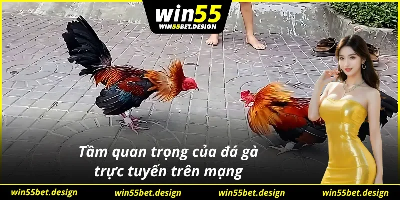 Đá gà mạng với vai trò tất yếu trong hệ thống cá cược