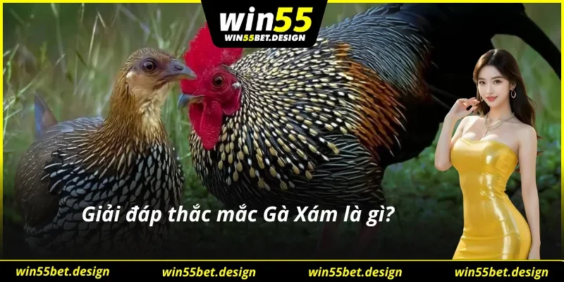 Giới thiệu về Gà Xam