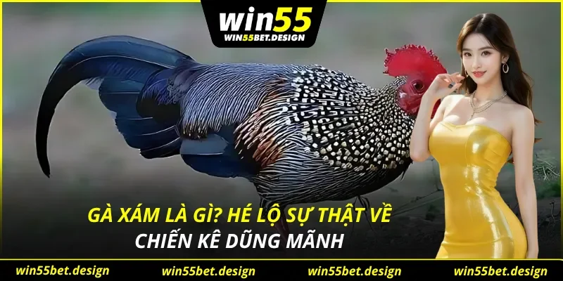 Gà Xám Là Gì