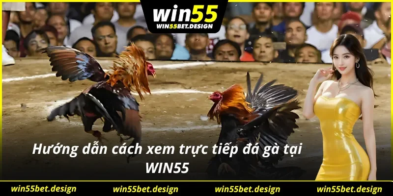 Hướng dẫn xem trực tiếp đá gà