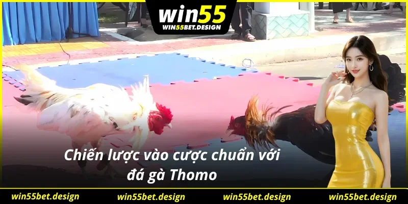 Vào kèo chuẩn thắng lớn khi xem trực tiếp Đá Gà Thomo