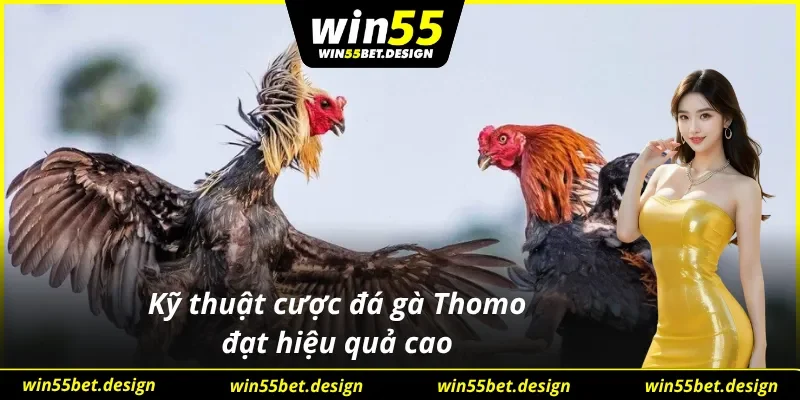Trực tiếp Đá Gà Thomo và những kỹ thuật cá cược hữu ích