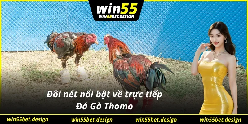 Thông tin đáng chú ý về trải nghiệm trực tiếp Đá Gà Thomo
